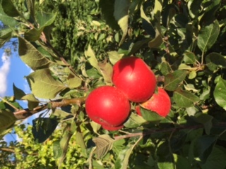 Harvest Supper Saturday 16th September 6:30pm